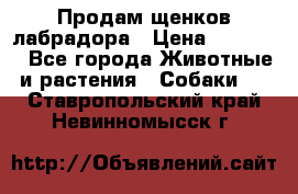 Продам щенков лабрадора › Цена ­ 20 000 - Все города Животные и растения » Собаки   . Ставропольский край,Невинномысск г.